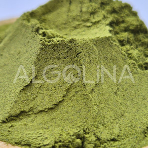 Algolina Matcha Harman 2,5 KG Doypack